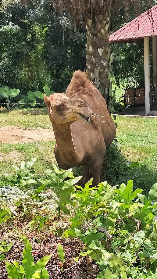 camel