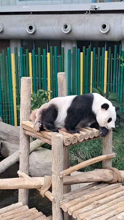 panda